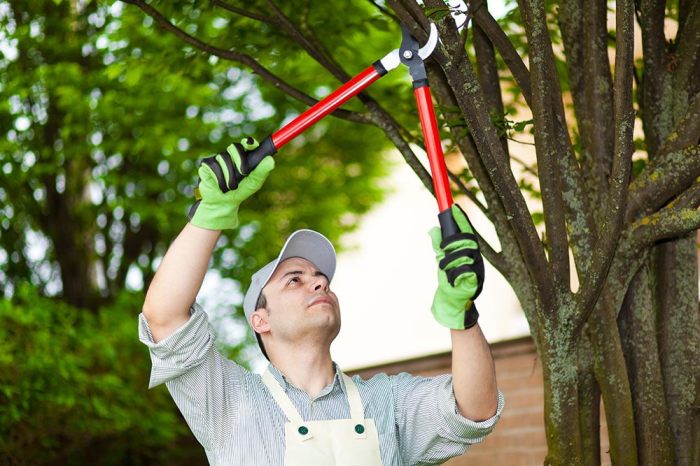 Prune shrub knock pruning knockout thespruce spruce