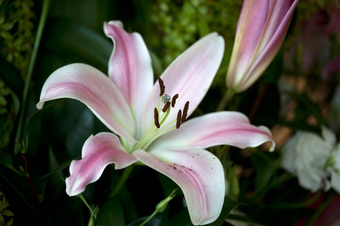 Lily stargazer flower flowers wallpaper top