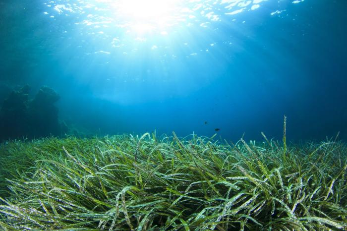 Seagrass pollution struggle percent aquaculture halt oceans estimated species trust carbon