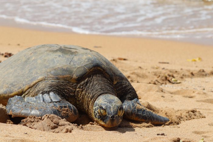 Bac a sable tortue