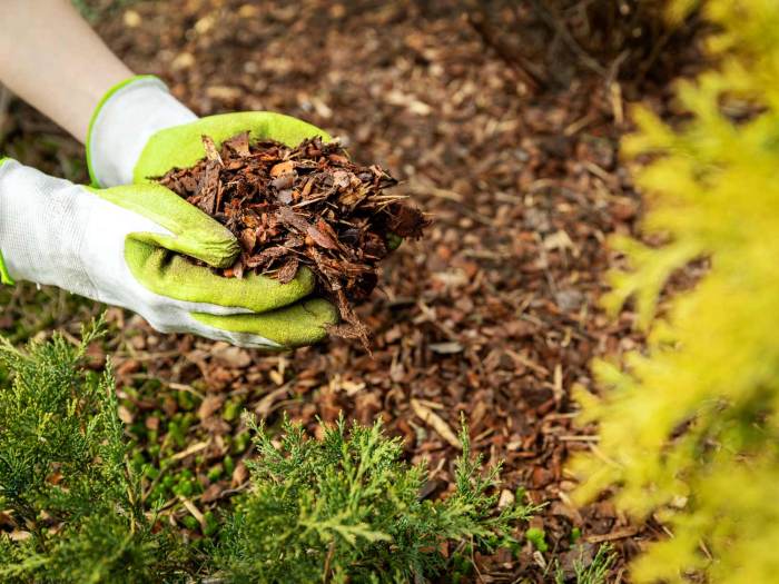 Mulch garden organic