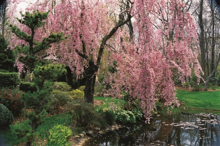 Cerisier abri de jardin