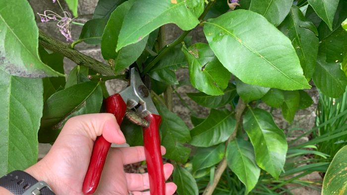 Pruning prune citrus potted meyer indoor growing pear plum mandarin grow