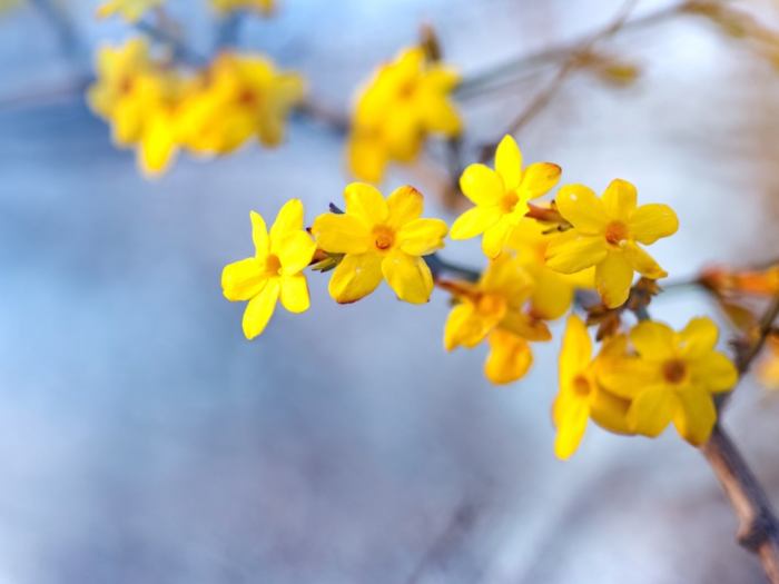 Jasminum jasmine nudiflorum