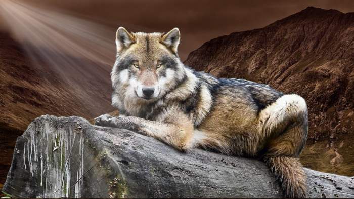 Wolf wild nature wallpaper animal hd