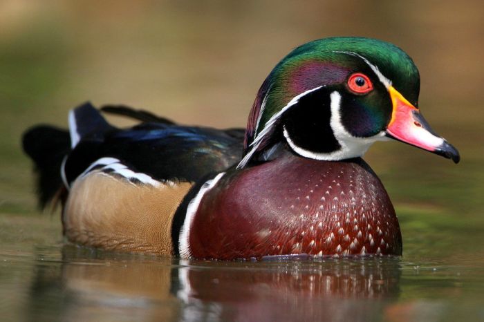 Bleu canard avec quelle couleur vetement