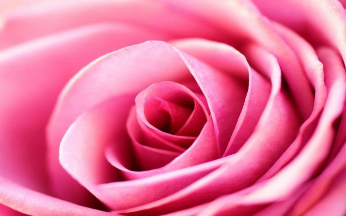 Image de couleur rose