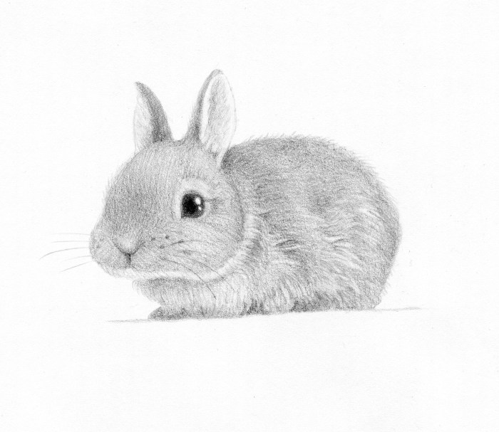 Dessins de lapin